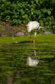 Weißstorch, Ciconia ciconia 043